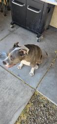 Found/Stray Female Dog last seen Grant and country club, Tucson, AZ 85716