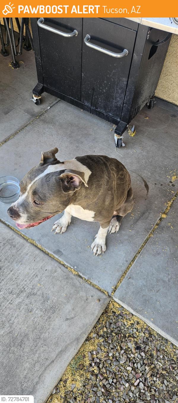 Found/Stray Female Dog last seen Grant and country club, Tucson, AZ 85716