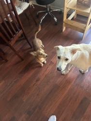 Found/Stray Male Dog last seen George Owen and Cumberland rd, Fayetteville, NC 28306