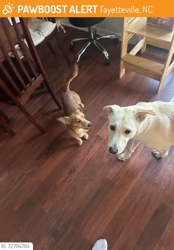 Found/Stray Male Dog last seen George Owen and Cumberland rd, Fayetteville, NC 28306