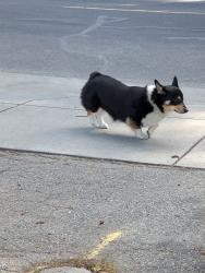 Found/Stray Unknown Dog last seen Heading down Dot Ave going toward W Rincon Ave, Campbell, CA 95008