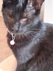 Lost Female Cat last seen Near e University ave, Fresno, CA 93704