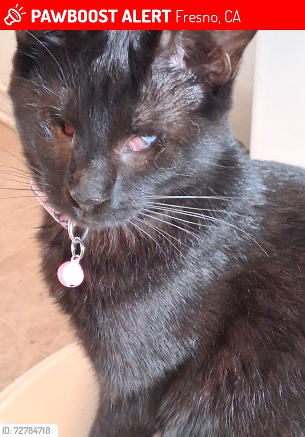 Lost Female Cat last seen Near e University ave, Fresno, CA 93704