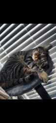 Lost Female Cat last seen Sunset Ave and village rd, Utica, NY 13502