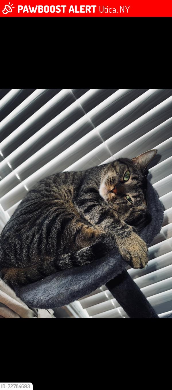 Lost Female Cat last seen Sunset Ave and village rd, Utica, NY 13502