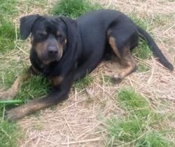 Lost Male Dog last seen County rd 480 Englewood tn , Englewood, TN 37329