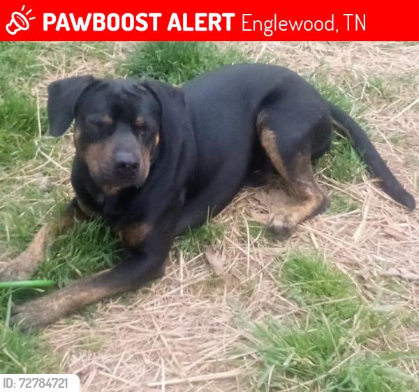 Lost Male Dog last seen County rd 480 Englewood tn , Englewood, TN 37329