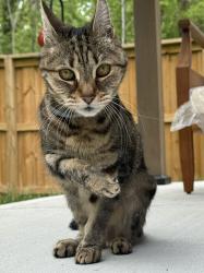 Found/Stray Female Cat last seen Rocky River Road, Charlotte, NC 28213