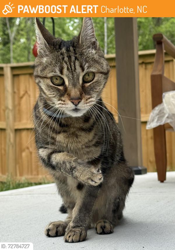 Found/Stray Female Cat last seen Rocky River Road, Charlotte, NC 28213