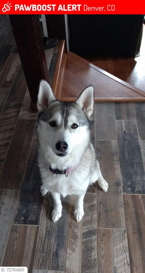 Lost Female Dog last seen 50th Alcott st. Chaffee Park/ N Denver, Denver, CO 80221