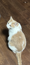 Lost Male Cat last seen Brewster and Cowley Drive, Delta, BC V4E 1W6