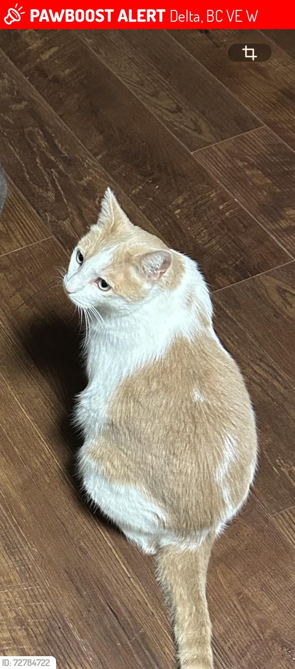 Lost Male Cat last seen Brewster and Cowley Drive, Delta, BC V4E 1W6