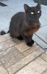 Found/Stray Male Cat last seen Garfield/Jefferson, Paramount, CA 90723