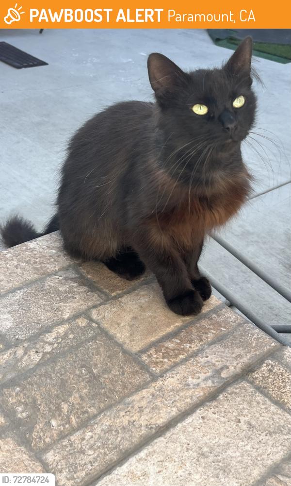 Found/Stray Male Cat last seen Garfield/Jefferson, Paramount, CA 90723