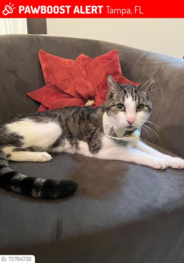 Lost Male Cat last seen Cul de sac on Larkbunting Dr, Tampa, FL 33647
