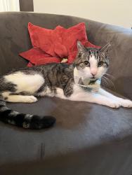 Lost Male Cat last seen Cul de sac on Larkbunting Dr, Tampa, FL 33647