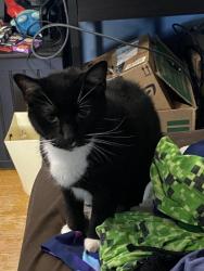 Lost Male Cat last seen Fuselage Ave , Middle River, MD 21220