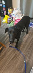 Found/Stray Male Dog last seen Mojave Forks Dam, Apple Valley, CA 92308