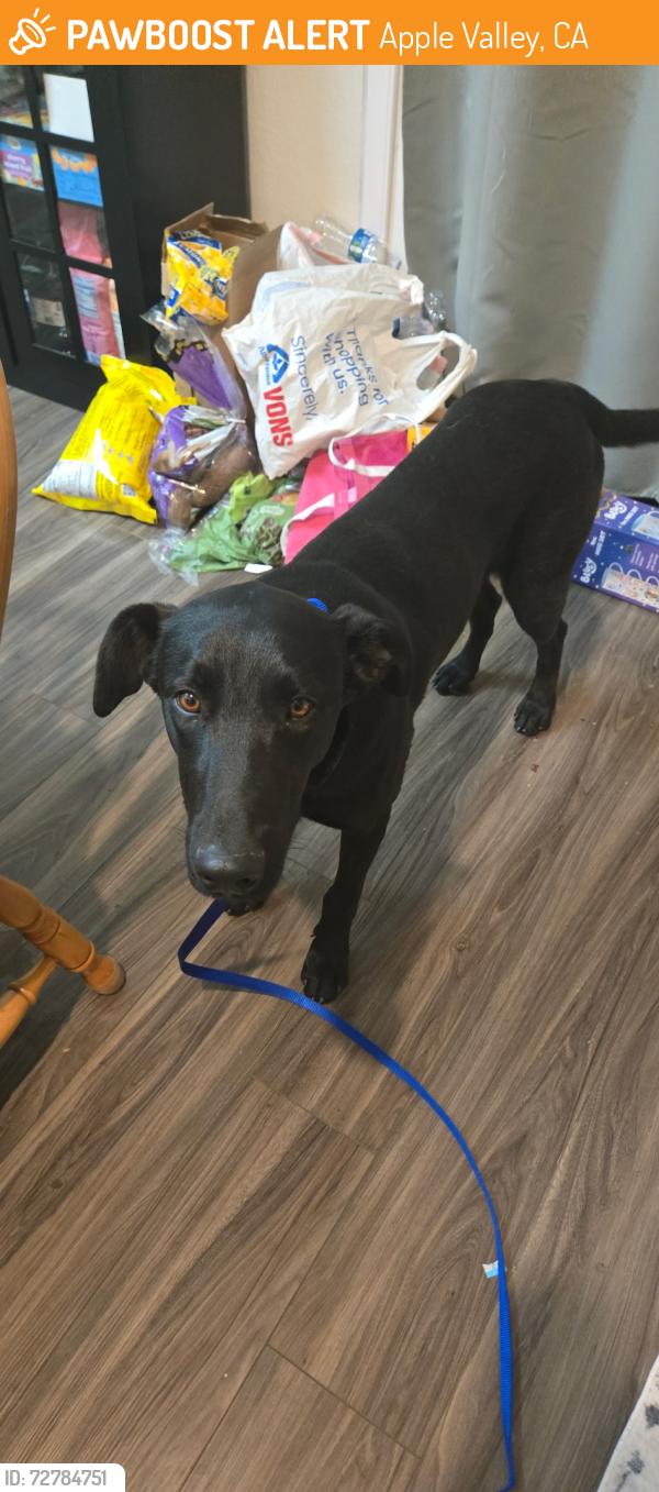 Found/Stray Male Dog last seen Mojave Forks Dam, Apple Valley, CA 92308