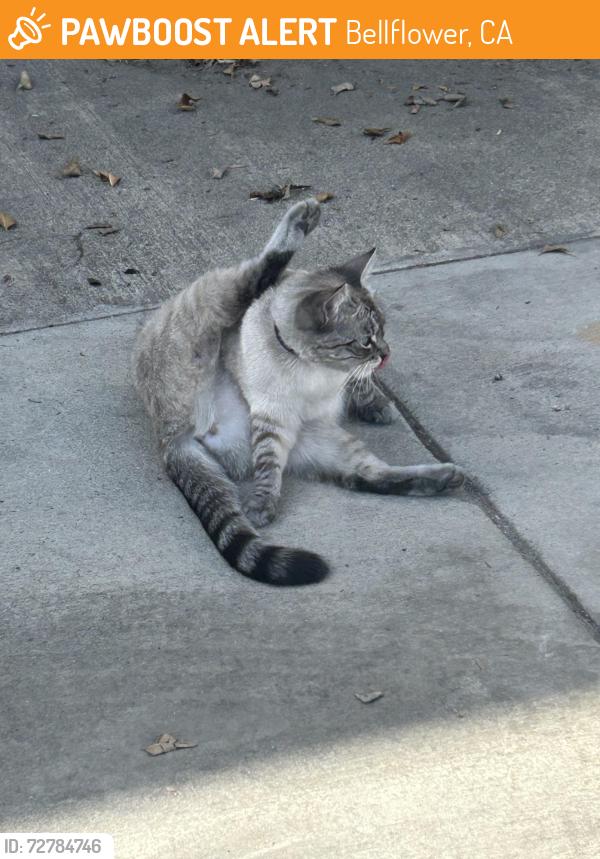 Found/Stray Unknown Cat last seen Woodruff ave & Beverly st, Bellflower, CA 90706