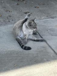 Found/Stray Unknown Cat last seen Woodruff ave & Beverly st, Bellflower, CA 90706