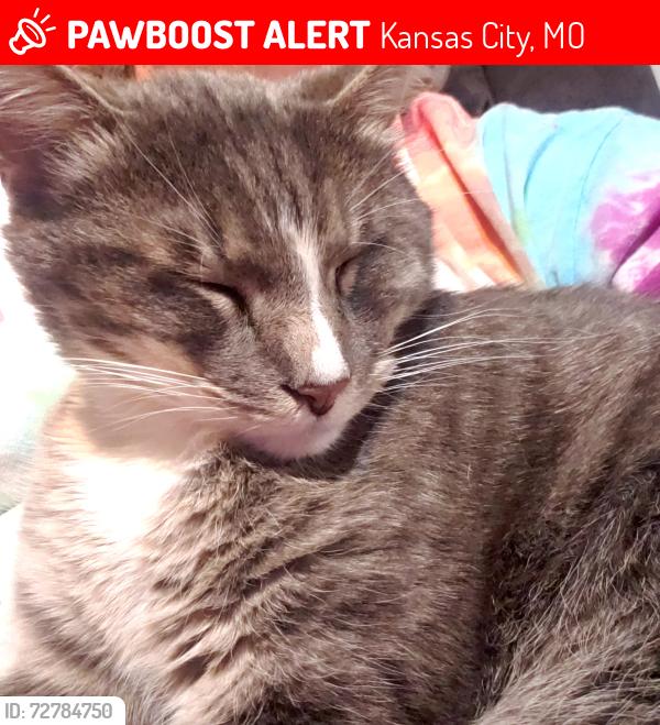 Lost Male Cat last seen Tracey, Kansas City, MO 64116