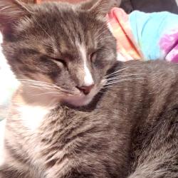 Lost Male Cat last seen Tracey, Kansas City, MO 64116