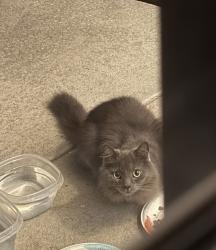 Found/Stray Unknown Cat last seen End Glenwood , Pooler, GA 31322
