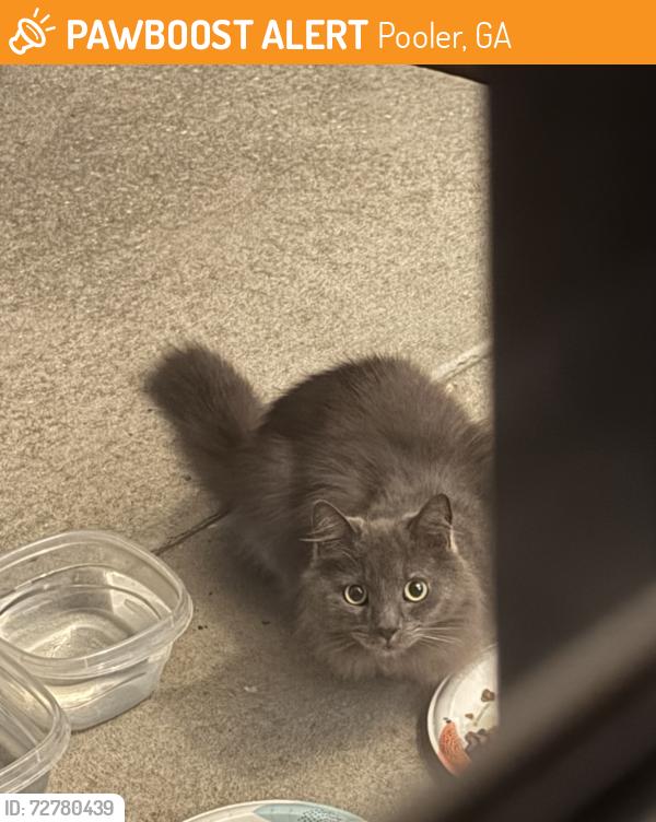 Found/Stray Unknown Cat last seen End Glenwood , Pooler, GA 31322
