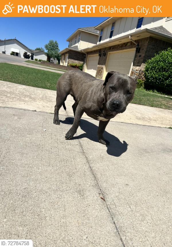 Found/Stray Male Dog last seen Inside non gated shadow lake, Oklahoma City, OK 73159