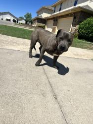 Found/Stray Male Dog last seen Inside non gated shadow lake, Oklahoma City, OK 73159