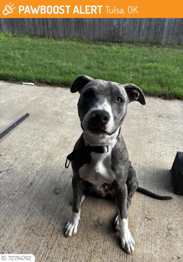 Found/Stray Female Dog last seen Mingo/71st near Braum’s, Tulsa, OK 74103