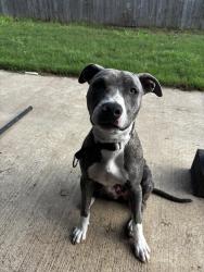 Found/Stray Female Dog last seen Mingo/71st near Braum’s, Tulsa, OK 74103