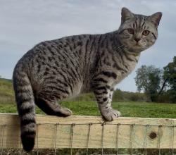 Lost Male Cat last seen The Railway Crossing, Thorpe End, England NR13 5BX