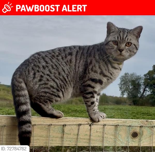 Lost Male Cat last seen The Railway Crossing, Thorpe End, England NR13 5BX