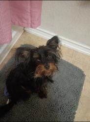 Lost Female Dog last seen Cortland oak, San Antonio, TX 78254