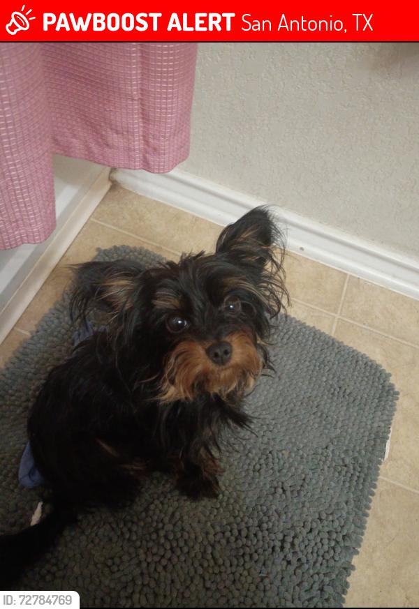 Lost Female Dog last seen Cortland oak, San Antonio, TX 78254