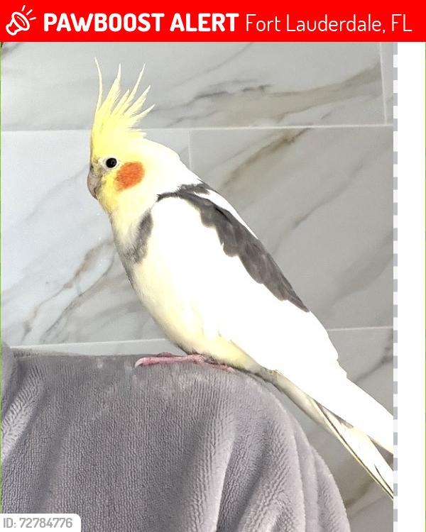 Lost Male Bird last seen 17th and 31st larkdale ests , Fort Lauderdale, FL 33311