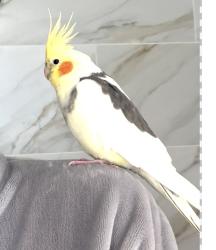 Lost Male Bird last seen 17th and 31st larkdale ests , Fort Lauderdale, FL 33311