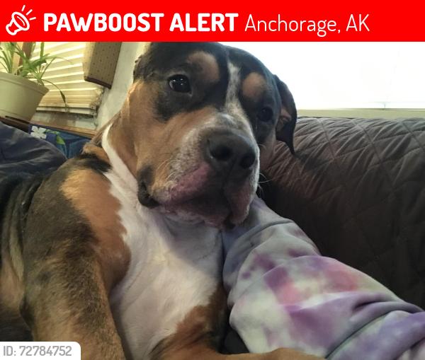 Lost Female Dog last seen Anchorage, Alaska, Anchorage, AK 99501