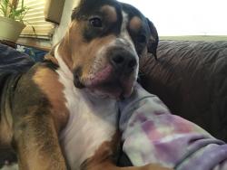 Lost Female Dog last seen Anchorage, Alaska, Anchorage, AK 99501