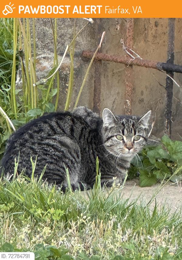 Found/Stray Female Cat last seen McLean Ave & Cedar Ave in Fairfax City, Fairfax, VA 22030