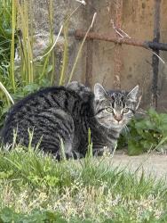 Found/Stray Female Cat last seen McLean Ave & Cedar Ave in Fairfax City, Fairfax, VA 22030