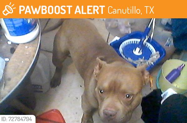 Found/Stray Male Dog last seen kenworthy and fairbanks, El Paso, TX 79924