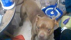 Found/Stray Male Dog last seen kenworthy and fairbanks, El Paso, TX 79924