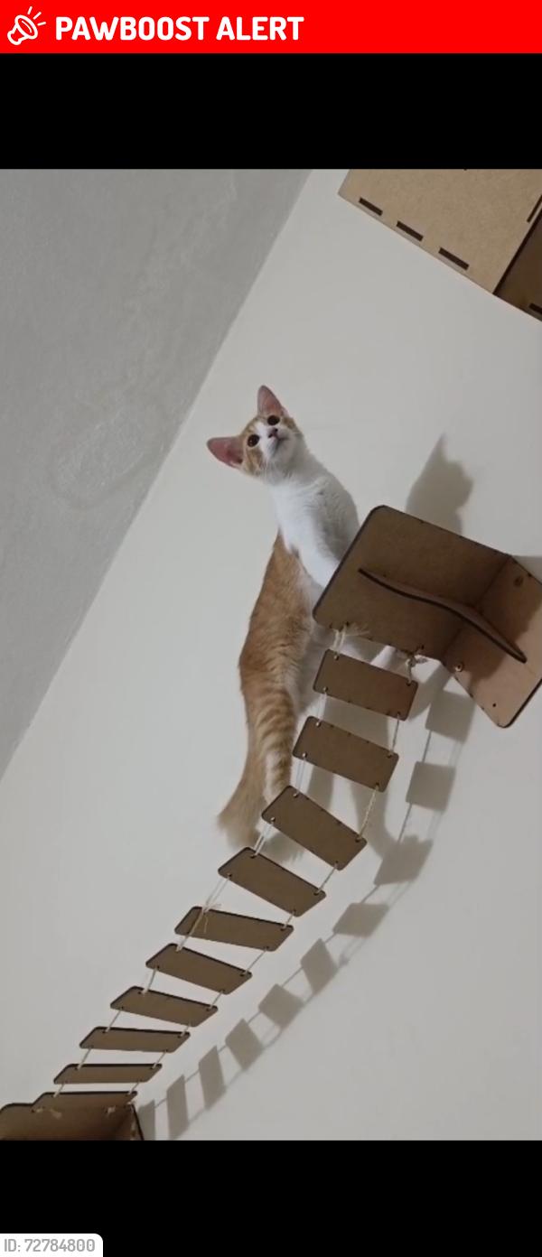 Lost Female Cat last seen Rua Aparecida , Jardim Santa Rosália, SP 18095-000