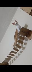 Lost Female Cat last seen Rua Aparecida , Jardim Santa Rosália, SP 18095-000
