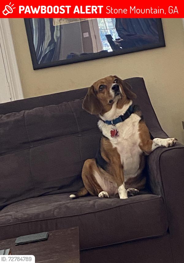 Lost Female Dog last seen Village Corner Bakery, Stone Mountain, GA 30083