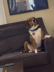 Lost Female Dog last seen Village Corner Bakery, Stone Mountain, GA 30083
