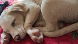 Lost Male Dog last seen Cross streets , North Charleston, SC 29405